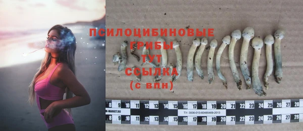 прущие грибы Белокуриха